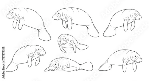 Gentle sea cows swimming gracefully through calm ocean waters