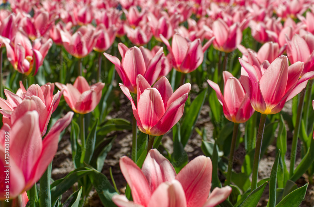 Fototapeta premium Flower Bed of Pink Tulips in Bloom