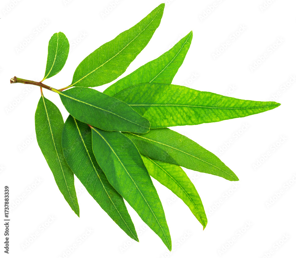 Fototapeta premium Branch of fresh green Eucalyptus leaves isolated on white background. File contains clipping path.