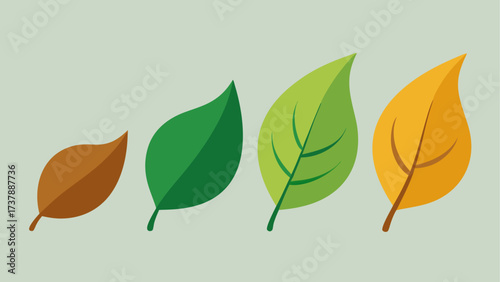 Four leaves showing seasonal progression