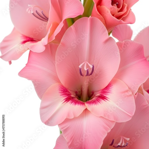 Beautiful close-up of pink gladiolus flowers showcasing delicate petals and vibrant colors