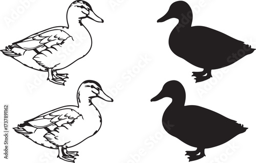 Set of four ducks two detailed line drawings two solid silhouettes