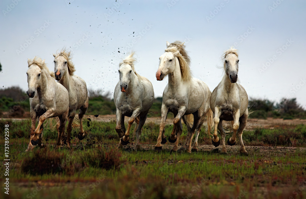Obraz premium horses in the field