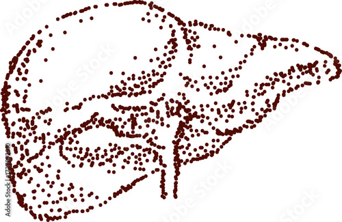 Dot art liver illustration for science design