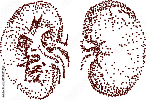 Kidneys dot-style illustration for anatomy use