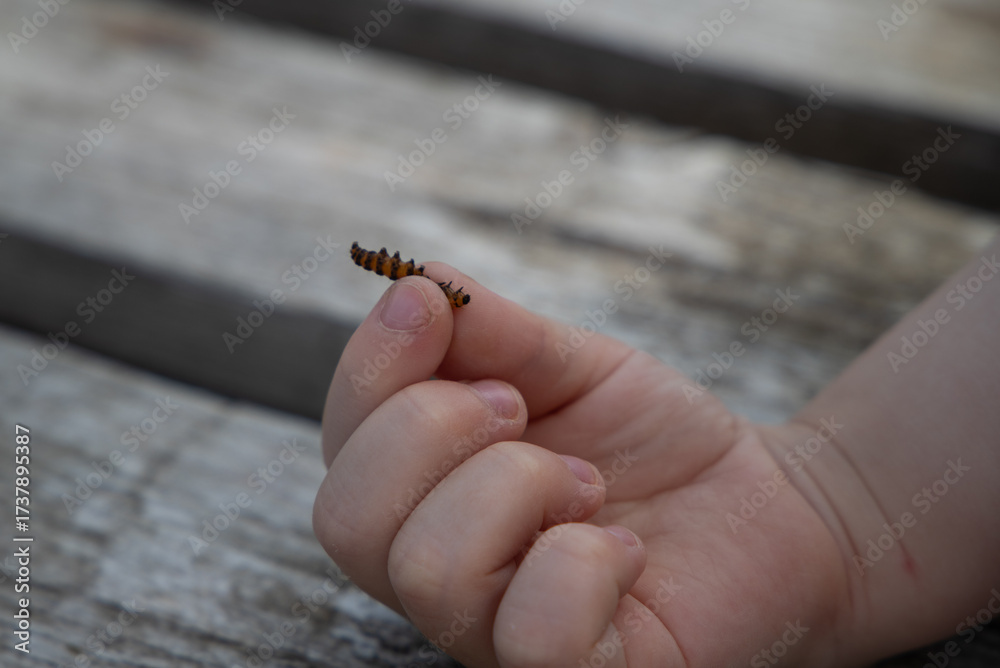 Obraz premium hand holding caterpillar
