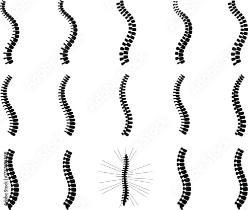 Spine Anatomy Illustrations Diverse Spinal Cord Designs in Black and White