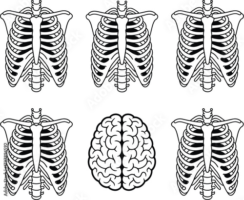 Medical Illustration of Ribcage and Brain Anatomy in Black and White