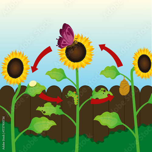 illustration of butterfly life cycle