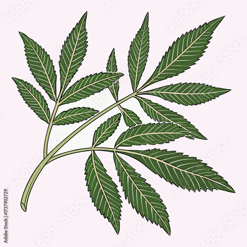 Fresh Green Botanical Leaves on White  Minimal Nature Background.
