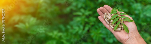 Moringa essential oil and supplements. Selective focus.
