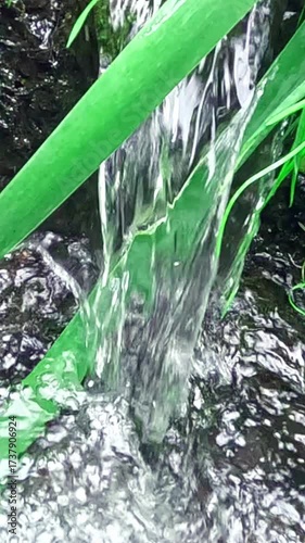 Dynamic stream of water runs down across green stems, splashing into foamy surface below with energetic ripples forming continuous natural outdoor motion