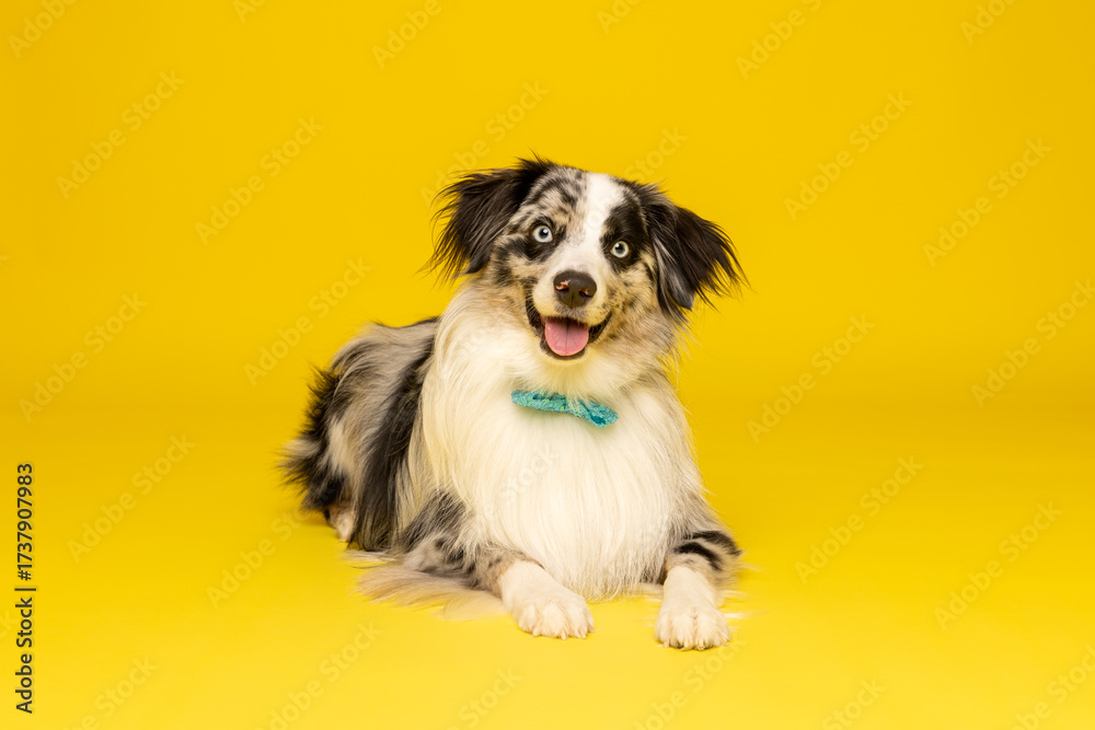 Fototapeta premium Australian Shepherd Lying Down