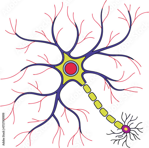 Detailed neuron illustration, a vital cell for brain function, ideal for educational materials, medical research, and science publications, learning resource