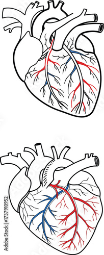 Detailed anatomical human heart diagrams showcasing arterial and venous circulatory systems with clear medical illustration for health education and science.
