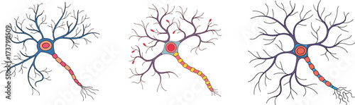 Three distinct neuron cells showcase intricate neural network structures and their fundamental biological components for scientific education and medical research applications