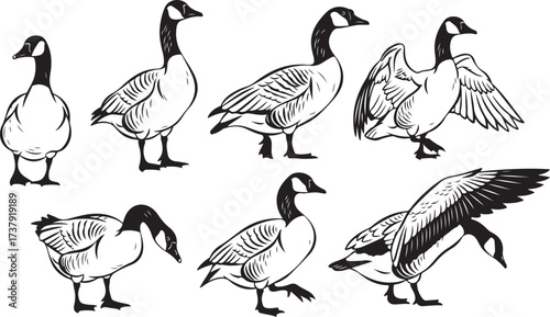 Collection of canadian geese in various poses rendered as detailed line art
