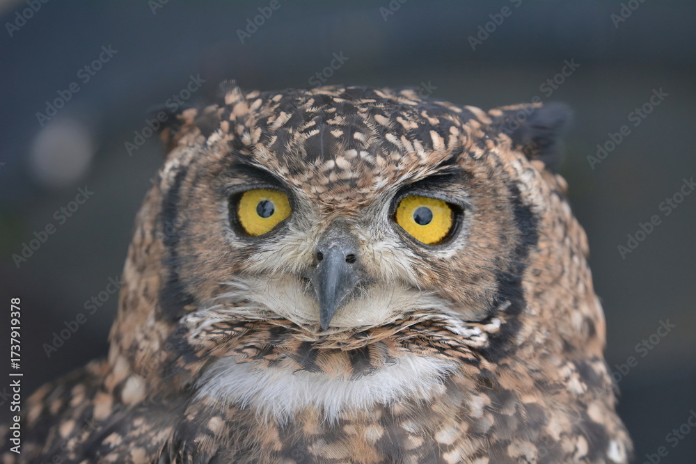 Fototapeta premium eagle flight sky