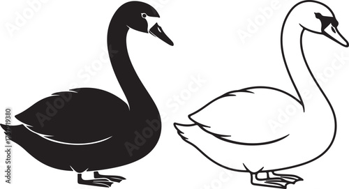 Juxtaposition of black and white swans elegant contrasting waterfowl side profile