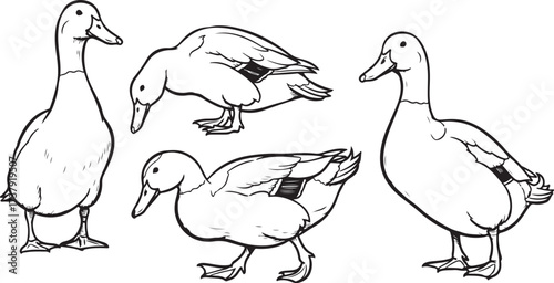 Charming hand-drawn duck collection various poses rustic farm animal sketch art