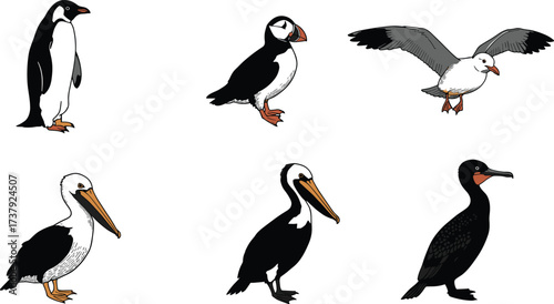 Penguin, puffin, seagull, pelican, cormorant, seabird silhouettes, marine birds, coastal wildlife, ocean species, flying birds, aquatic animals, cad drawing flat vector illustration