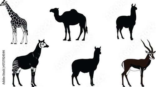 Six hoofed mammals illustration including giraffe, camel, llama, okapi, alpaca, antelope, exotic wildlife diversity, zoology educational artwork, animal species drawing.