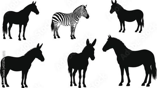 Zebra with black and white stripes surrounded by horse and donkey silhouettes, equine animal comparison illustration, wildlife identification artwork, cad drawing flat vector illustration
