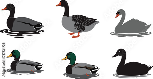 Waterfowl birds collection, ducks geese swans illustration, colorful vector artwork, educational animal drawing, wildlife species identification, nature design, cad drawing flat vector illustration