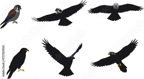 Falcon bird of prey illustration, flying falcon silhouette, perched falcon drawing, hunting raptor artwork, detailed falcon anatomy, wildlife predator, cad drawing flat vector illustration