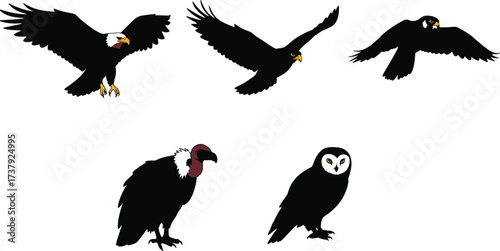 Bald eagle, golden eagle, black hawk, raven, vulture, owl, raptor collection, predator bird illustration, wildlife cartoon, avian species, cad drawing flat vector illustration
