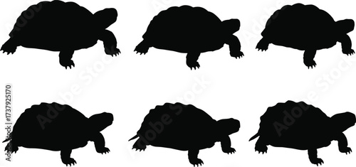 Tortoise silhouettes collection, reptile wildlife illustration, animal diversity, biology study graphic, nature fauna icon, educational species drawing, cad drawing flat vector illustration