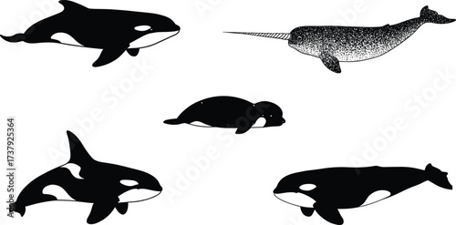 Killer whale, narwhal, beluga whale, marine animal collection, ocean wildlife, sea creature illustration, whale species, underwater life, aquatic mammals, cad drawing flat vector illustration