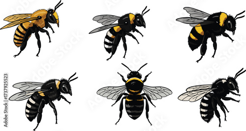 Honeybee, bumblebee, striped bee, flying insect, pollinator illustration set, yellow and black insect artwork, entomology vector collection, cad drawing flat vector illustration