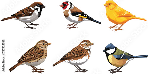 Flamingo illustration, heron drawing, ibis silhouette, spoonbill artwork, egret sketch, wading bird vector, exotic species, ornithology chart, wildlife art, cad drawing flat vector illustration