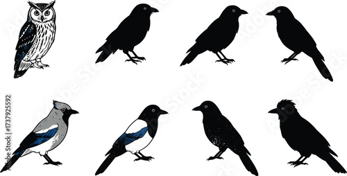 Silhouette birds, colorful bird illustrations, flying bird icons, perched bird shapes, wildlife drawing, avian species, nature art, educational ornithology chart, cad drawing flat vector illustration