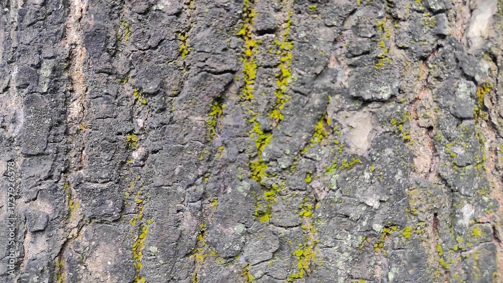 Obraz premium Rough natural brown tree bark texture with a cracked surface pattern.