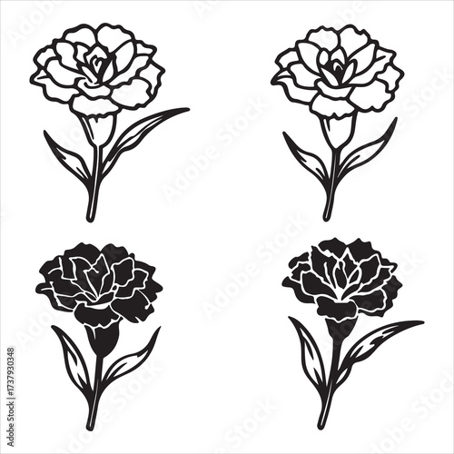 A Classic Bloom Dianthus Carnation Flower, Known for its Long lasting Beauty, Featuring Ruffled Frilly Layered Petals, Symbolizing Love and Fascination