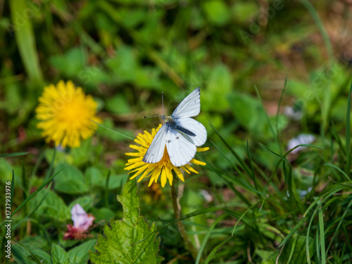 Green-veined White Taking Off From a Dandelion