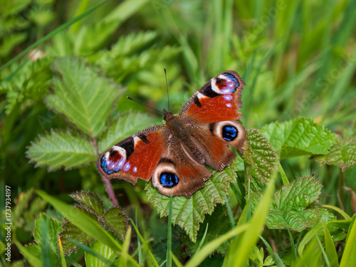 Peacock Butterfly Resting in a Meadow