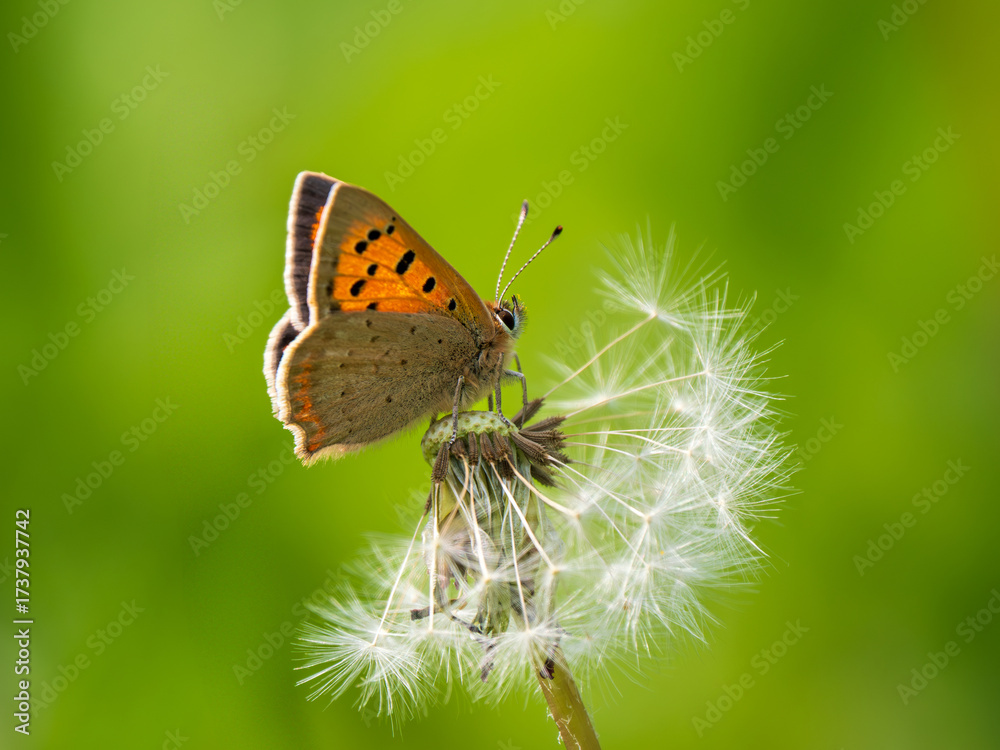 Fototapeta premium Small Copper Butterfly Resting on a Dandelion Clock