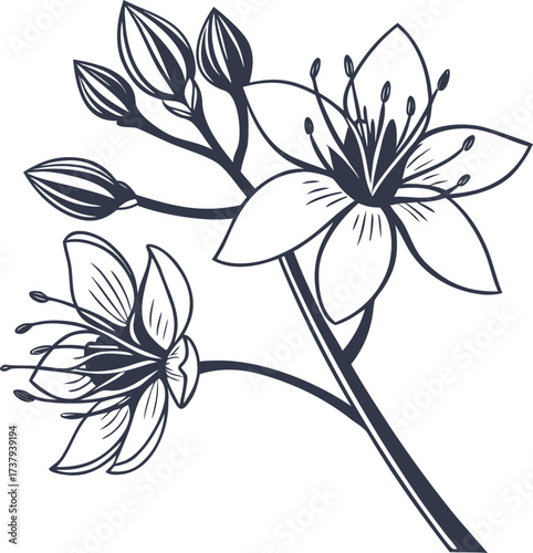 Simple black silhouette of a stonecrop flower icon vector image