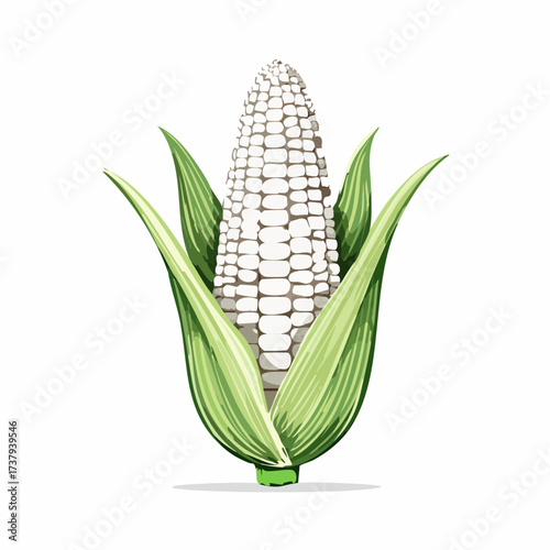 Detailed illustration of a single ear of white corn with green husks on a white background, showcasing its natural form.
