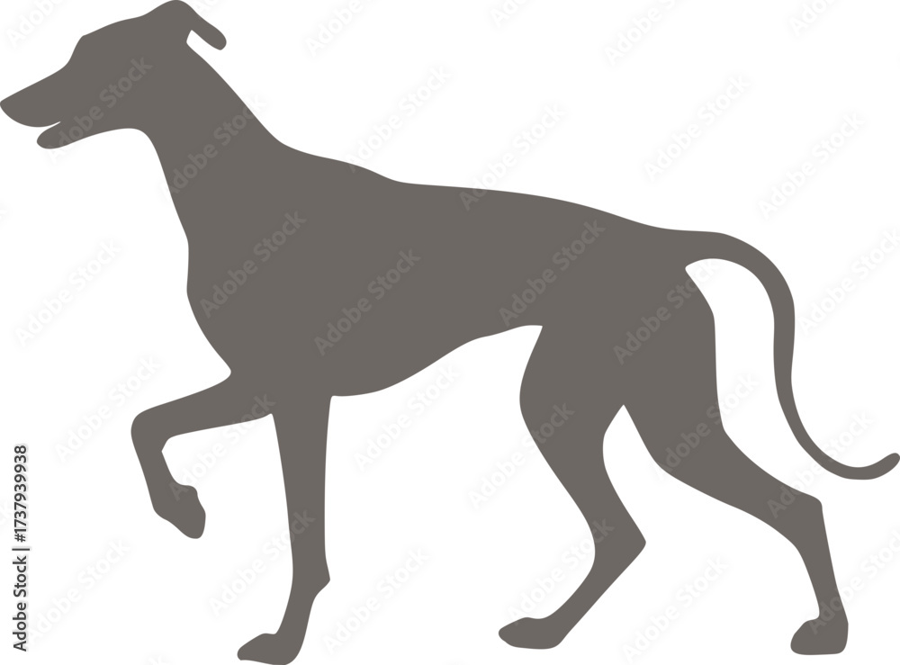 Fototapeta premium Greyhound pose design