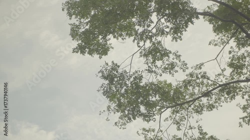 Mountain Phu Foilom Viewpoint Tree Sky - S-LOG3 Footage