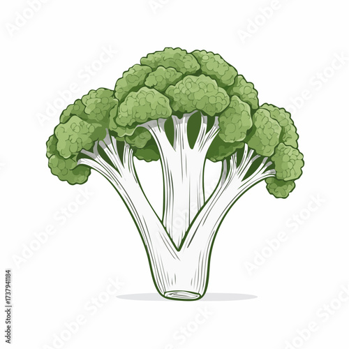 Illustration of a fresh, green broccoli vegetable, showcasing its detailed florets and stem.