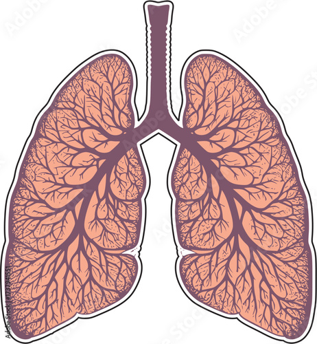 human lungs anatomy