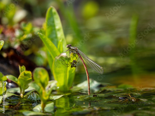Newly Emerged Large Red Damselfly Drying  Out in a n Urban Pond