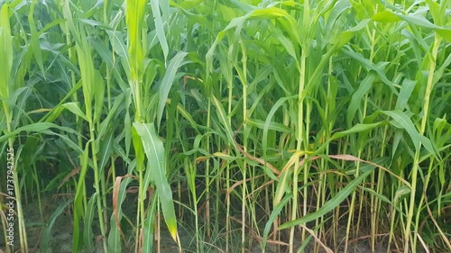 Young Corn Plants Growing in Fertile Soil