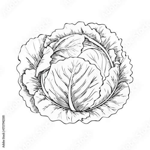Black and white illustration of a cabbage head, showing detailed leaves and texture.