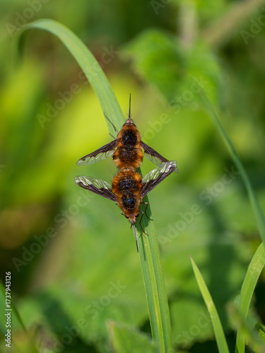 Dark-edged Bee-flies Mating on Grass Stem